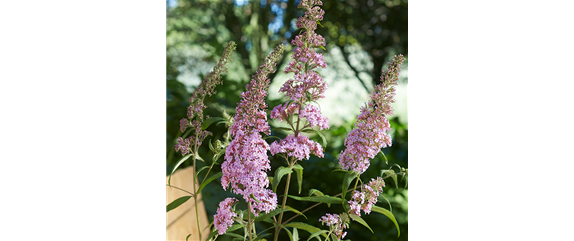 BIENEN UND SCHMETTERLINGE IM GARTEN!