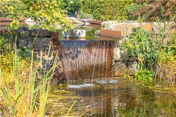 WASSERPFLANZEN FüR DEN GARTENTEICH