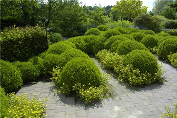 BRAUCHT JEDER BAUERNGARTEN: BUCHS 