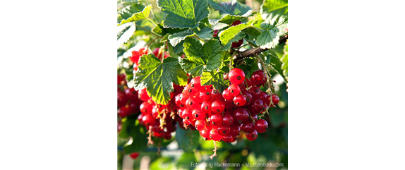 ROTES OBST & GEMüSE!