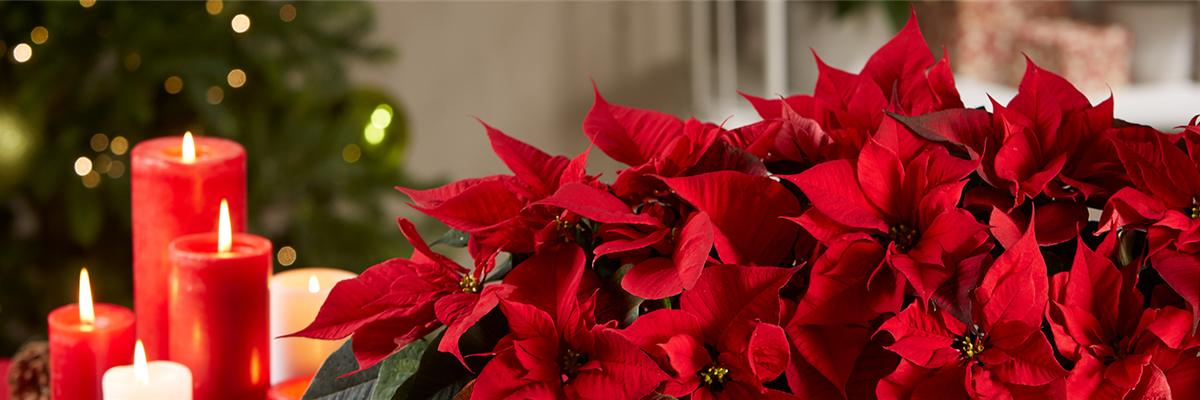 Pflanzederwoche_KW46_Weihnachtsstern_slider_gruenerleben