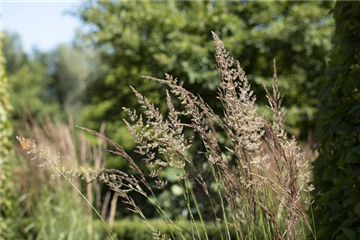 WIE GRäSER DEN GARTEN AUFWERTEN