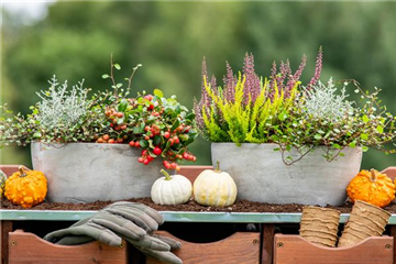 HERBSTLICHE PFLANZIDEEN