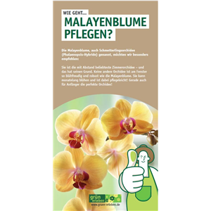 WIE GEHT... MALAYENBLUME PFLEGEN?