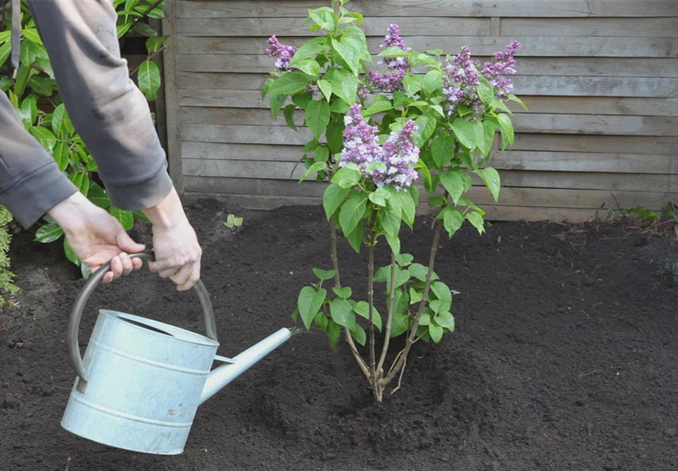 Flieder - Einpflanzen im Garten