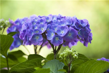 DIE HORTENSIE - DER SCHöNE GARTENKLASSIKER