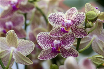 ORCHIDEEN GEGEN DEN WINTERBLUES!